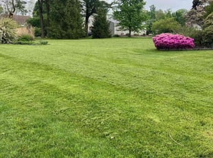 Sharon N.'s grass maintenance service result