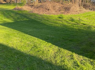 Elizabeth J.'s lawn service service result