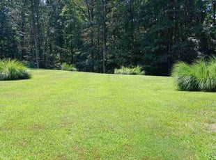 Max S.'s grass maintenance service result