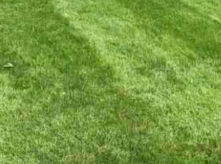 Richard D.'s lawn service service result
