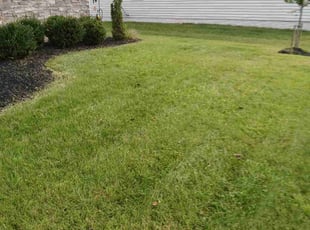 Joey Y.'s turf care service result