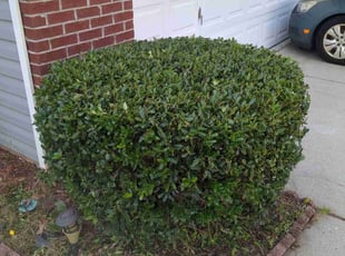 Kim M.'s Bush Trimming service result