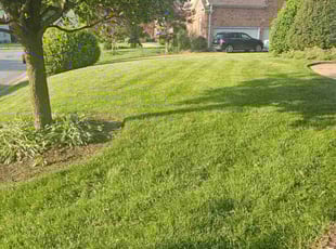Brianna B.'s lawn care service result