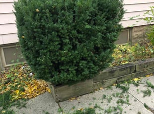 Roxanna G.'s Bush Trimming service result