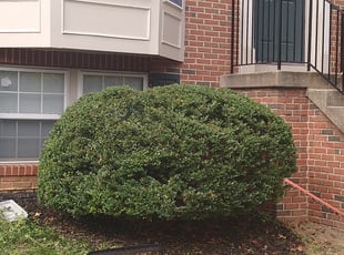 Jonathan B.'s Bush Trimming service result