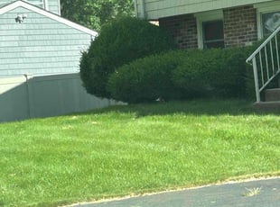 Michelle L.'s turf maintenance service result