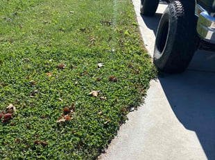 Emily T.'s lawn care service result