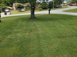 Albert S.'s lawn maintenance service result
