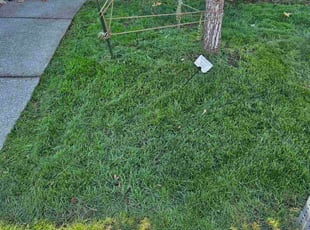 Stacey T.'s turf maintenance service result