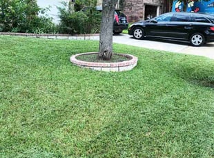 Teryl L.'s lawn care service result