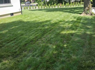 Lana E.'s lawn care service result