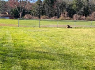 Valencia H.'s lawn care service result