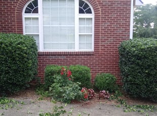 Emerald T.'s Bush Trimming service result