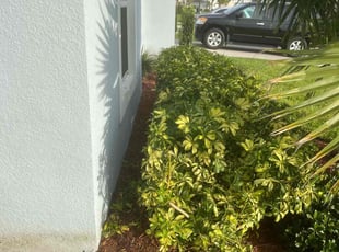 Dan N.'s Bush Trimming service result