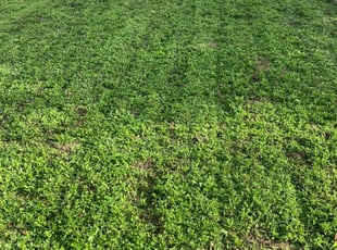 Chris M.'s grass cutting service result