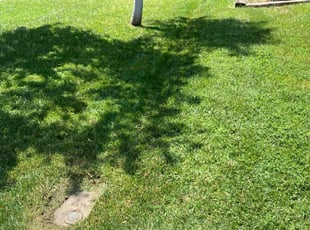 Robert B.'s turf maintenance service result