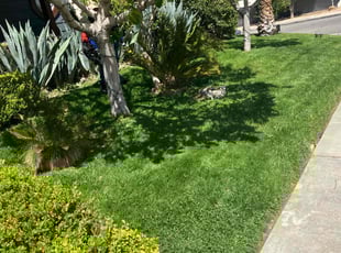 Liz W.'s lawn care services service result