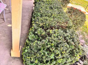 Shontala M.'s Bush Trimming service result