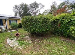 Anita A.'s Bush Trimming service result