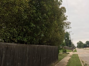 Gene G.'s Bush Trimming service result