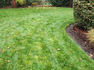 Britt P.'s grass cutting service result