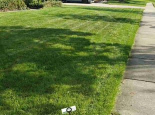 Brenda R.'s Long Grass Cleanup service result
