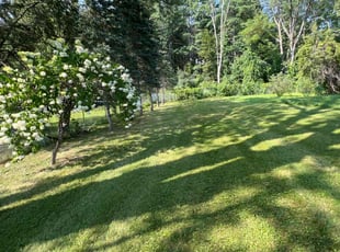 Diane P.'s grass maintenance service result