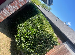 Dana O.'s Bush Trimming service result