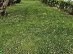 Valencia H.'s turf care service result