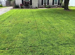 Ray A.'s gardening service service result