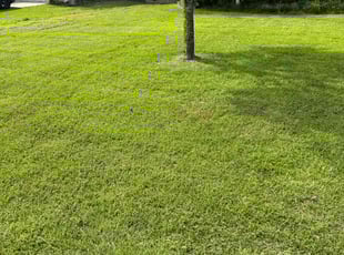 Nick V.'s turf maintenance service result