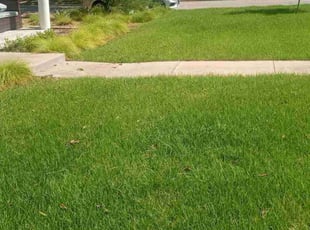 Janice D.'s grass cutting service result