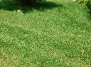 Yaling L.'s lawn care services service result