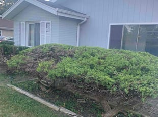 Seth T.'s Bush Trimming service result