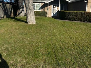 Eddie L.'s grass cutting service result