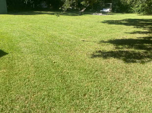 Stacey W.'s lawn care service result