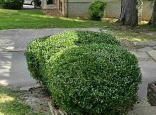 Arqua H.'s Bush Trimming service result