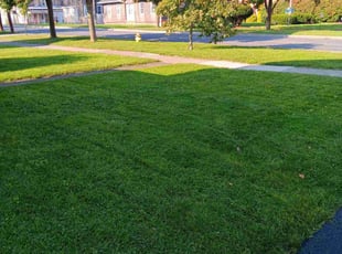 Diane V.'s lawn maintenance service result