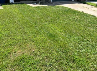 Allen A.'s grass maintenance service result