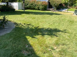 Ellis L.'s turf maintenance service result