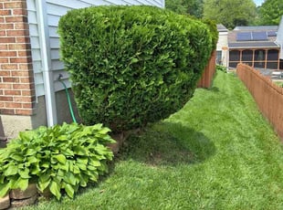 Tina P.'s turf maintenance service result