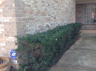 Nicholas S.'s Bush Trimming service result