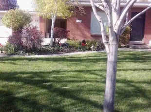 Raman M.'s lawn care service result
