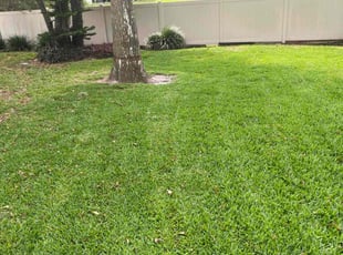Jeaneki L.'s turf care service result