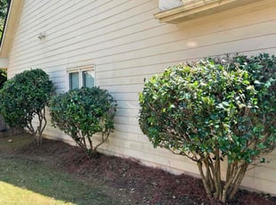 Marvin P.'s Bush Trimming service result