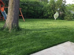 Ted B.'s turf maintenance service result