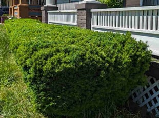 Gerilyn C.'s Bush Trimming service result