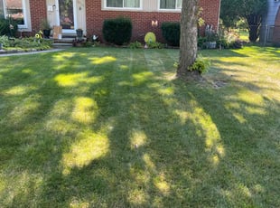 Brandon S.'s lawn care service result