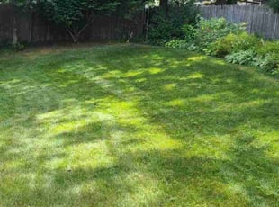 Marcia H.'s lawn care service result