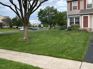 Monica P.'s lawn maintenance service result